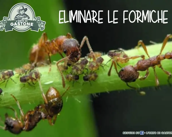Formiche che si prendono cura degli afidi su uno stelo verde. Immagine con testo "ELIMINARE LE FORMICHE".