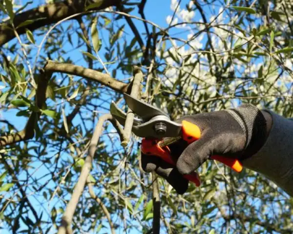 Mano guantata pota un ramo d'ulivo, un gesto essenziale per capire come riconoscere i rami fruttiferi e favorire la raccolta.