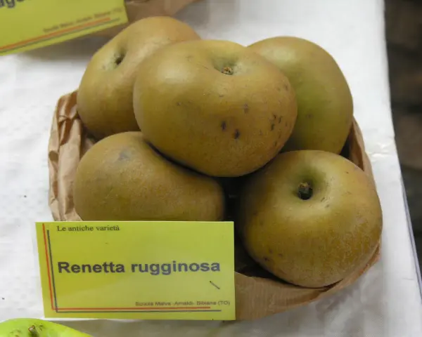 Mele Renetta rugginosa, un esempio di dove crescono le mele antiche, con la loro buccia ruvida e colore dorato.