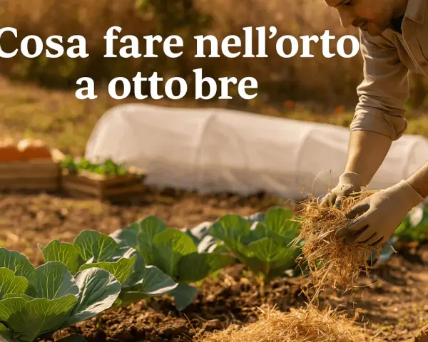 Giardiniere prepara il terreno per cosa piantare a ottobre. Cavoli e zucche in vista, con tunnel protettivo sullo sfondo.
