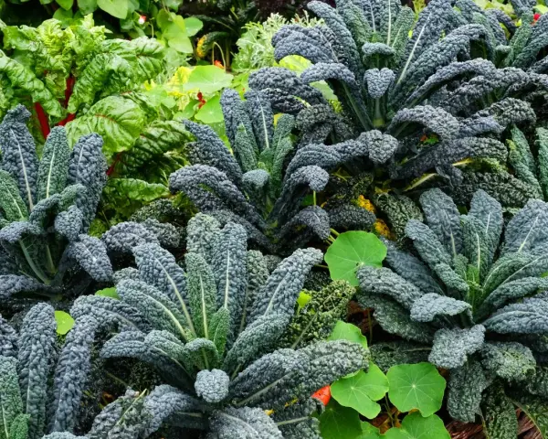 Cavolo nero rigoglioso in un orto, ideale per capire quando piantare il cavolo nero per un raccolto abbondante.