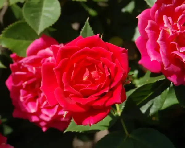Un primo piano di una talea di rosa in acqua, con petali rossi vibranti e foglie verdi lussureggianti.