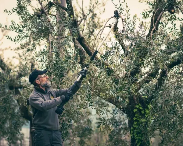Un uomo pota un ulivo con un attrezzo elettrico. È il momento giusto quando si potano gli ulivi per favorire la crescita e la produzione.