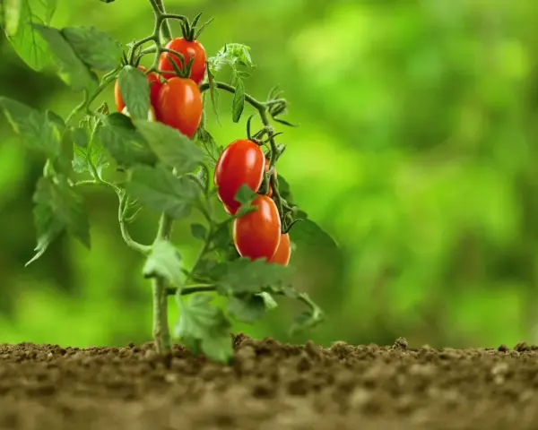 Un ramo di pomodori ciliegino maturi, rossi e succosi, spuntano dalla terra fertile. È il momento perfetto quando maturano i pomodori.