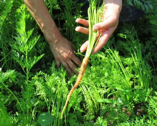 Mani che raccolgono una carota fresca dal campo verde. Momento perfetto quando si raccolgono le carote.