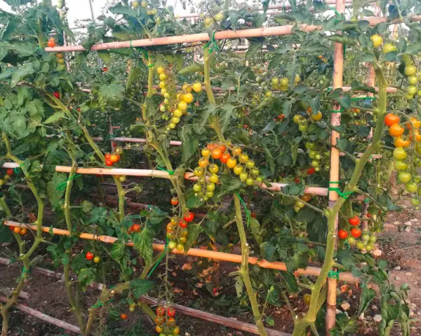 Pomodori maturi e acerbi pendono da piante rigogliose, sostenute da tutori di bambù. Un vero e proprio macerato di pomodoro in crescita.