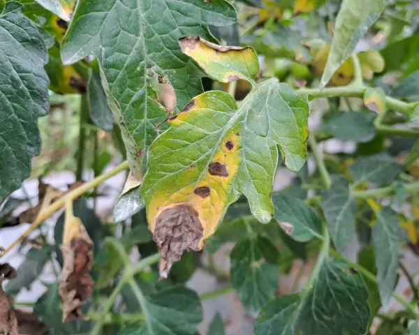 Foglie di pomodoro colpite da peronospora, con macchie gialle e marroni, e aree secche e necrotiche.