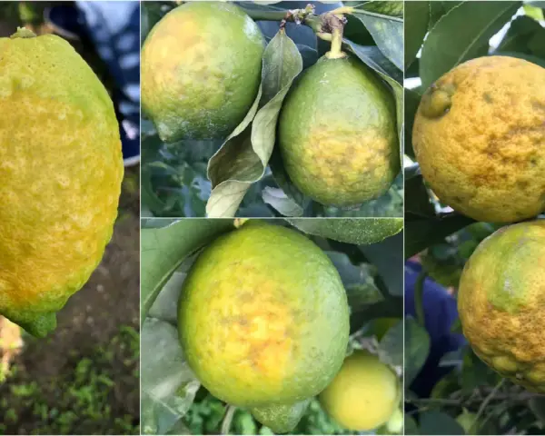 Immagini di limoni con macchie gialle e irregolari sulla buccia, indicative di malattie del limone.
