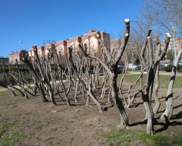 Filari di alberi appena sottoposti a potatura mandorlo, con i loro rami spogli e tagli netti, si stagliano contro un cielo azzurro.