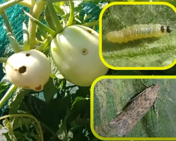 Pomodori danneggiati dalla tuta absoluta. Inseriti insetti: larva e adulto.