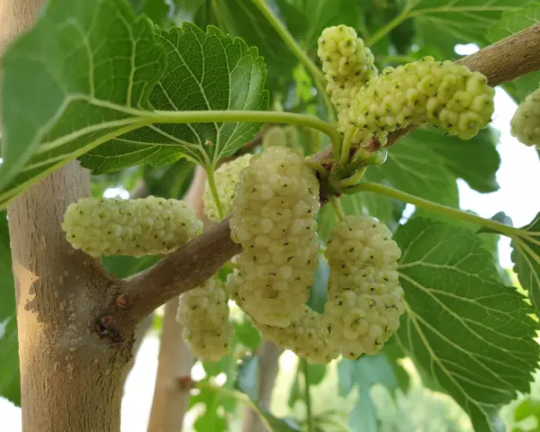 Grappoli di frutto del gelso bianco, ancora acerbi, pendono da un ramo tra foglie verdi.