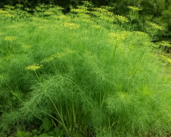 Un campo rigoglioso di finocchietto selvatico con ombrellini gialli. È il momento ideale per capire quando raccogliere semi di finocchietto selvatico per il tuo raccolto.