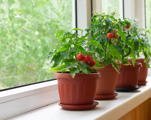Pomodori in vaso sul davanzale, con frutti rossi e verdi che promettono un raccolto gustoso.