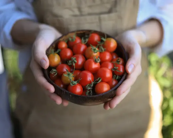 Mani che tengono una ciotola di pomodorini freschi, un invito a scoprire i trucchi per coltivare pomodori succosi e saporiti.