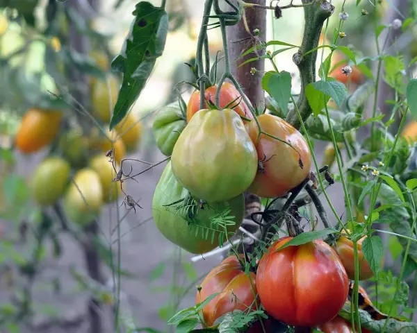 A cluster of ripening tomatoes, some green and some red, hang from a vine with green leaves and small white flowers.