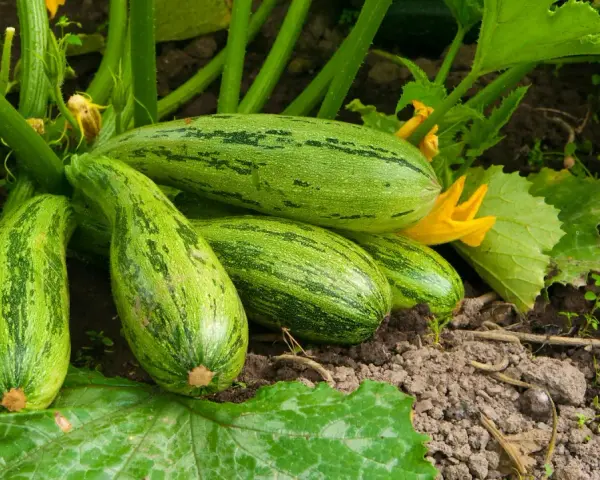 Un grappolo di zucchine verdi striate, mature e pronte per essere raccolte, crescono rigogliose sulla loro pianta.