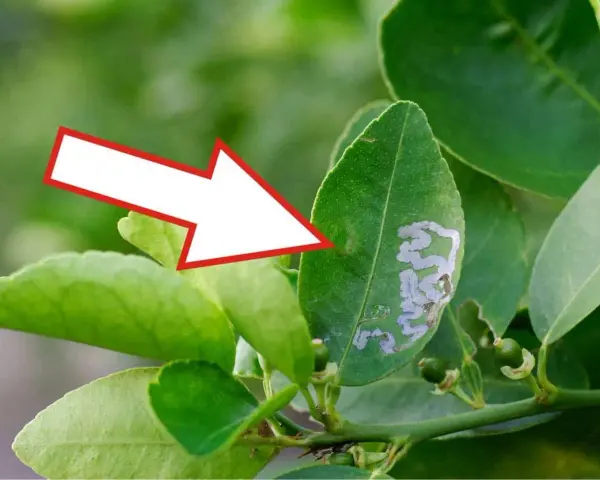 Foglia di agrumi con gallerie di minatrice serpentina. Scopri i rimedi naturali per combatterla.