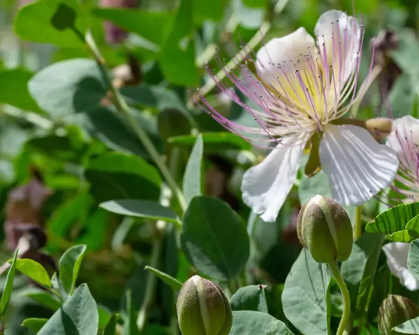 Fiori bianchi e boccioli verdi di cappero, un invito a scoprire quando si seminano i capperi per gustare i loro frutti.