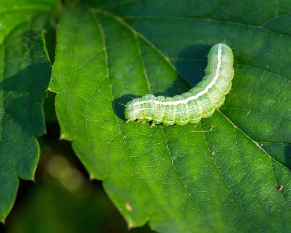 Un bruco verde su una foglia. Scopri come eliminarli con rimedi naturali.