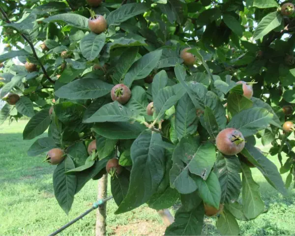 Nespolino maturo su ramo. I noccioli di nespole si possono piantare per far crescere nuovi alberi.