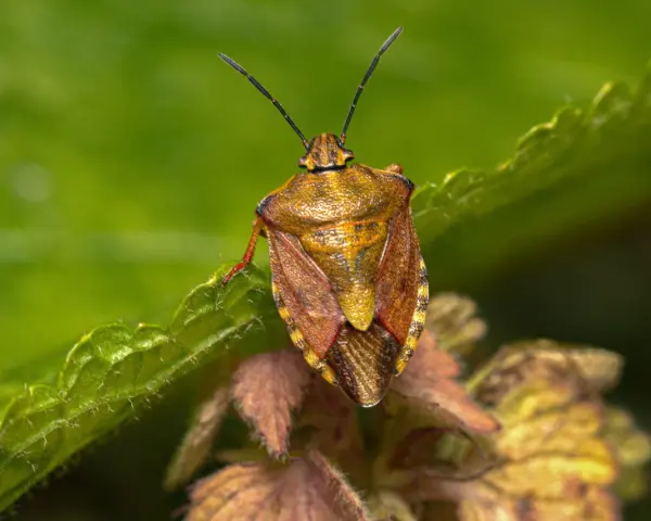 Insetto simile a una cimice, con un corpo marrone dorato e ali screziate, posato su una foglia verde.