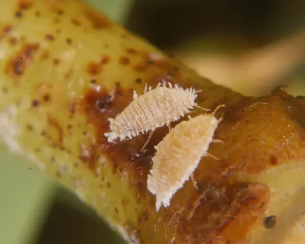 Insetti Planococcus ficus vite su un ramo.