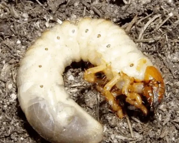 Larve di maggiolino biancastre con zampe gialle, accoccolate nel terreno scuro.