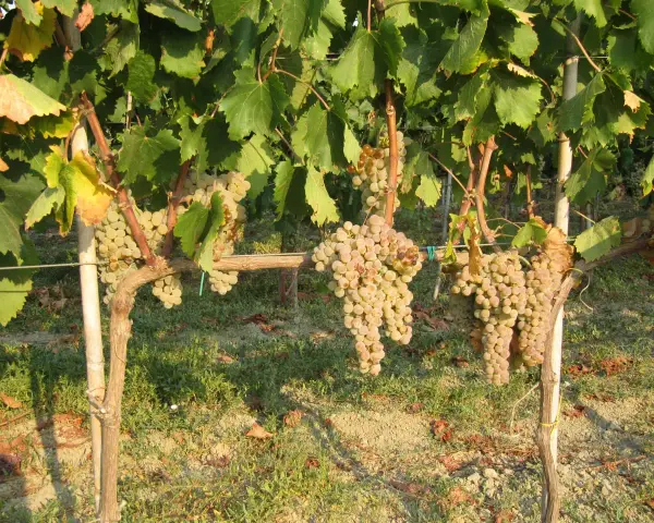 Grappoli d'uva bianca pendono da viti rigogliose, pronte per la potatura verde.