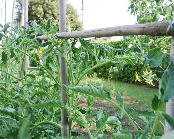 Tomato plants with green leaves and yellow flowers are supported by bamboo stakes.