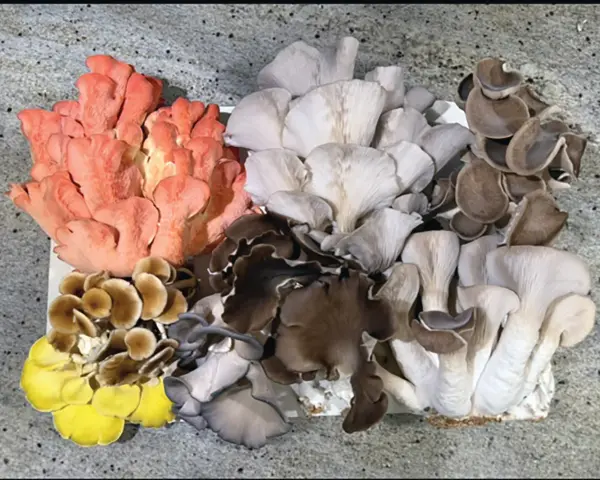 Varietà di funghi ostrica colorati: rosa, gialli, marroni e bianchi. Un esempio di crescita sana, senza malattie fungine.
