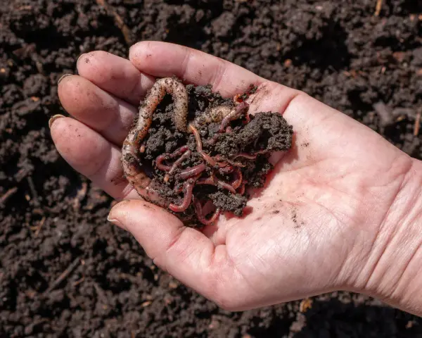 Mano che tiene lombrichi e terra, un esempio di allevamento lombrichi per compostaggio.