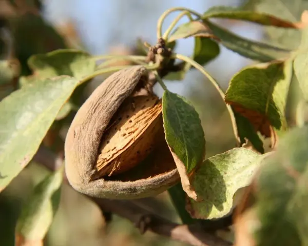 Mandorla matura su un ramo, con il mallo aperto che rivela il guscio. Potrebbe essere un segno di malattie del mandorlo o semplicemente la maturazione.