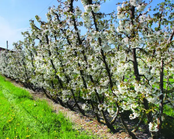 Fioritura di ciliegi in un frutteto, con alberi carichi di fiori bianchi e un prato verde. Le foglie del ciliegio sono ancora giovani e verdi.