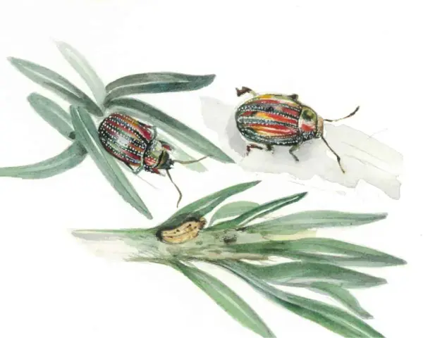 Chrysolina americana, due coleotteri colorati su rami verdi, uno con uova.