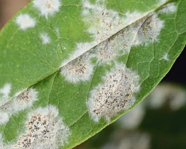 Macchie bianche e grigiastre su foglia verde, indicative di malattie piante. Si vedono spore fungine.