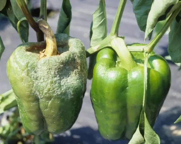 Peperone malato con superficie rugosa e biancastra, a confronto con uno sano e verde. Evidenzia le malattie del peperone.