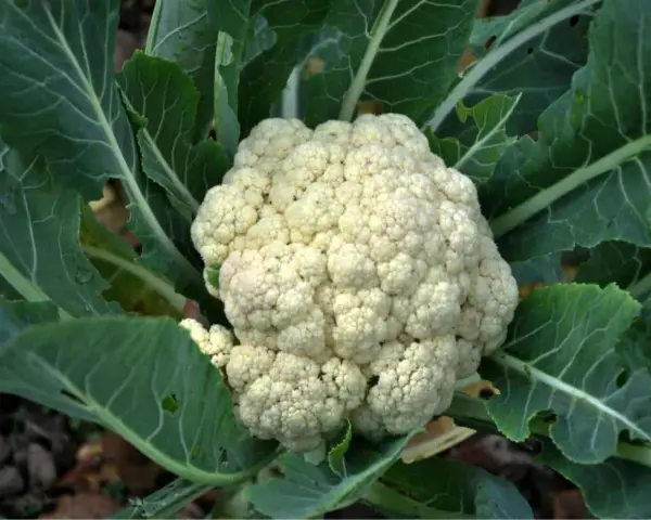 Un cavolfiore bianco e compatto, pronto per essere raccolto, circondato da foglie verdi. Un segno che è il momento giusto quando si piantano i cavolfiori.