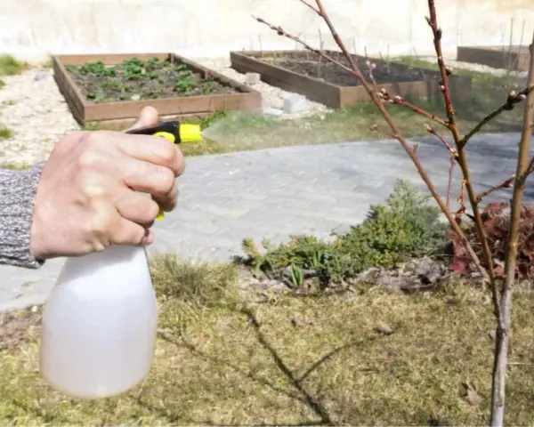 Mano spruzza un albero con una soluzione a base di zolfo contro la monilia, proteggendo le gemme.