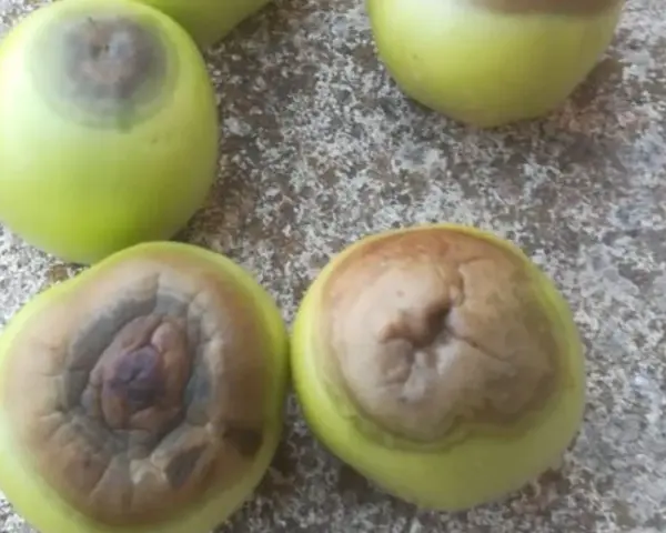 Pomodori verdi con marciume apicale, una macchia scura e infossata alla base.