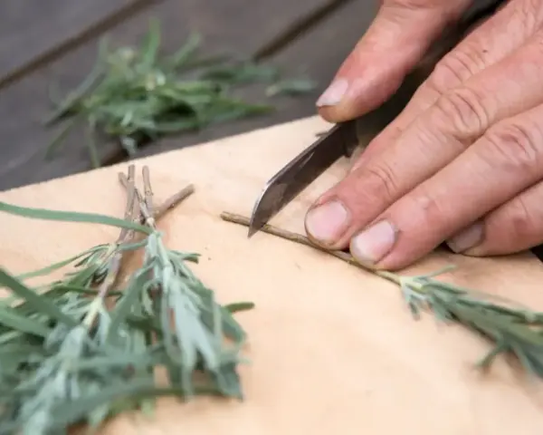 Mani esperte preparano una talea di lavanda, tagliando con cura un rametto su un tagliere di legno.