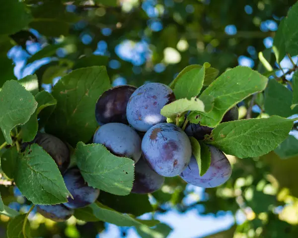 Prugne mature e succose pendono dai rami verdi. Questo è l'albero delle prugne, pronto per essere raccolto.