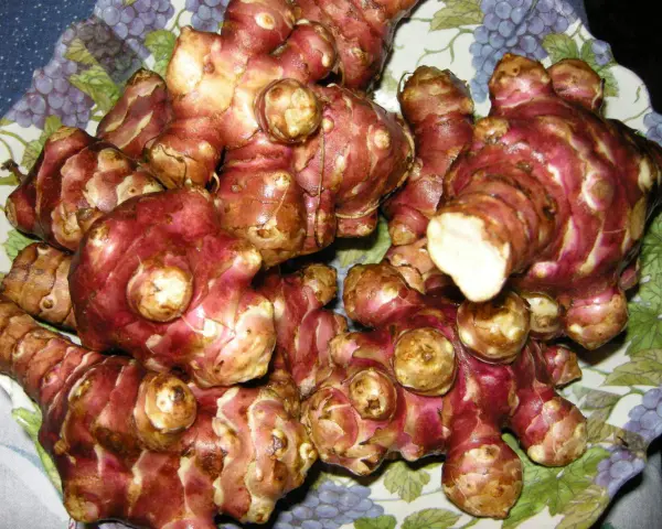 Topinambur appena raccolti, pronti per essere cucinati. Il loro sapore ricorda quello dei carciofi.