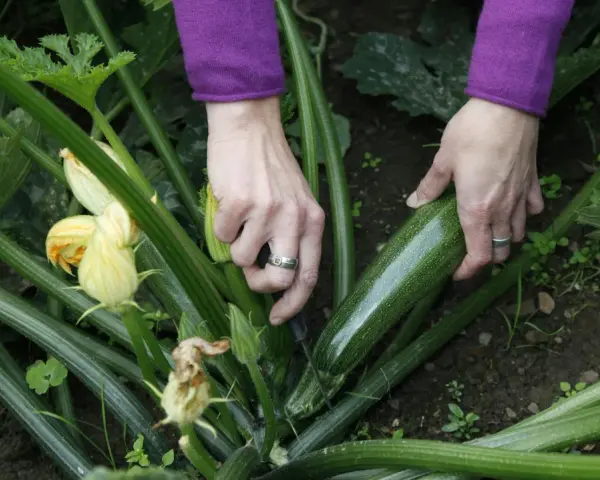 Mani che raccolgono una zucchina matura, un segno che è il momento giusto per raccogliere le zucchine.