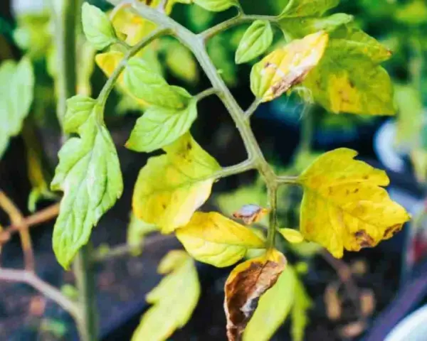 Foglie di pianta di pomodoro ingiallite e secche, con macchie marroni, indicano un problema di salute della pianta.