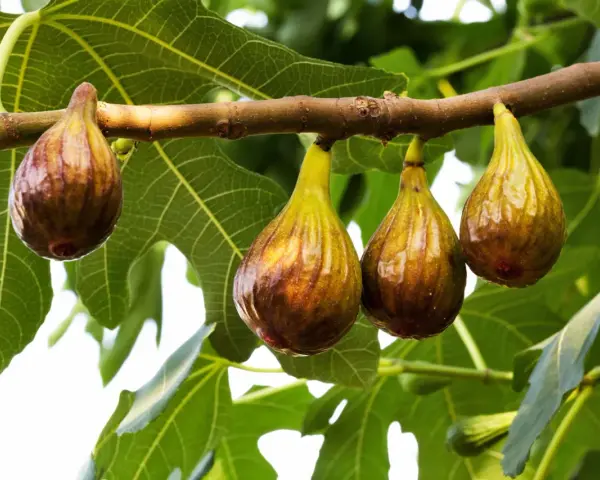 Fichi maturi pendono da un ramo, annunciando il periodo fichi. Le foglie verdi fanno da sfondo a questi dolci frutti.