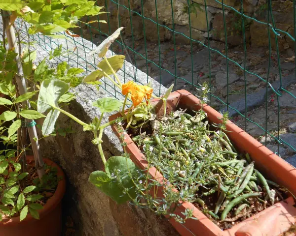 Piantare semi di zucca in vaso: una giovane pianta di zucca con un fiore arancione e fagiolini in un vaso di terracotta.