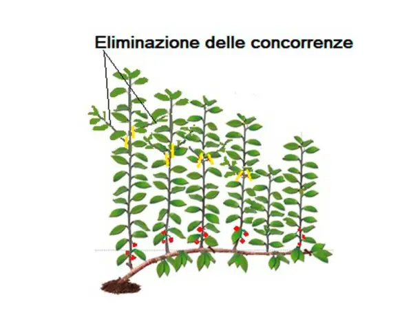 Illustrazione di potatura ciliegio: eliminazione delle concorrenze con tagli gialli e frutti rossi.