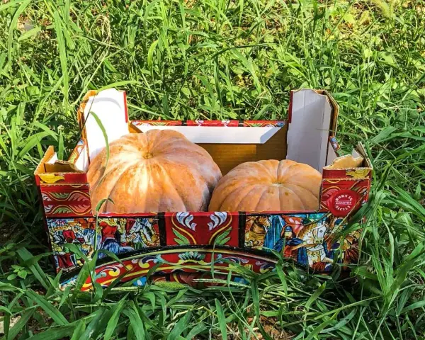 Due zucche di Provenza riposano in una scatola decorata con scene siciliane, immerse nell'erba verde.