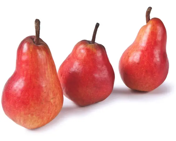 Tre pere rosse, varietà invernali, con picciolo scuro su sfondo bianco.