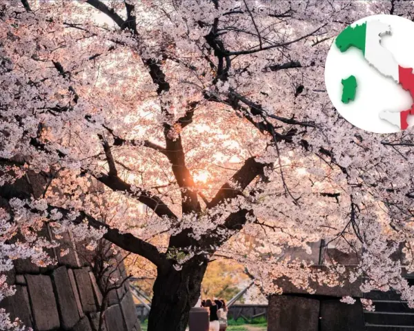 Un maestoso ciliegio in fiore, con i suoi petali rosa che danzano alla luce del tramonto, ricorda la bellezza della primavera italiana.